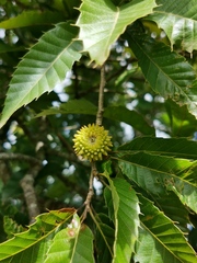 Quercus acutissima