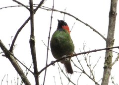 Tangara cyanocephala