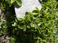 Rhamnus pumila