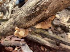 Lentinellus micheneri