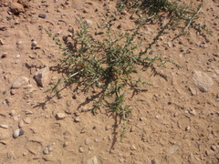 Oligomeris linifolia