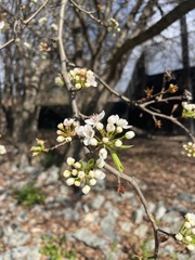 Crataegus marshallii