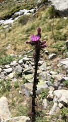 Cirsium palustre