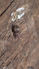 Euconulus