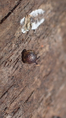 Euconulus