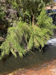 Cliffortia strobilifera