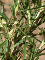 Cliffortia strobilifera