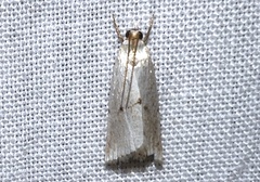Argyria gonogramma