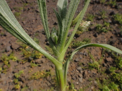 Plantago amplexicaulis image