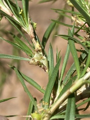 Cliffortia strobilifera