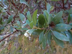 Arctostaphylos columbiana
