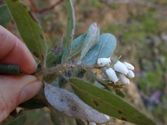 Arctostaphylos columbiana