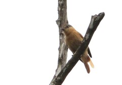 Pachyramphus castaneus