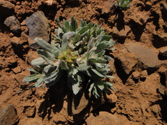 Filago pyramidata