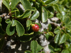 Rhamnus pumila