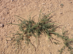 Oligomeris linifolia
