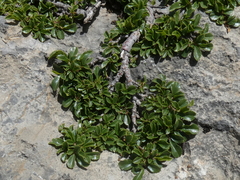 Rhamnus pumila