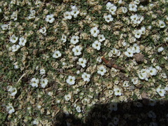 Junellia minima