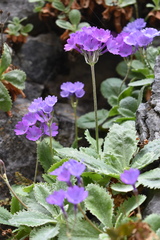 Primula marginata
