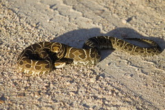 Bothrops alternatus