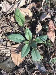 Hesperis matronalis