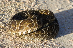 Bothrops alternatus