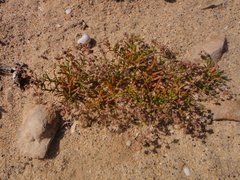 Spergularia diandra