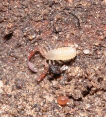 Pseudoscorpiones