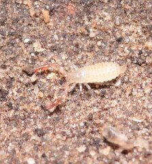 Pseudoscorpiones