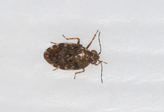 Saldula saltatoria