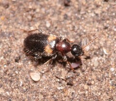 Hirticomus hispidus