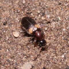 Hirticomus hispidus