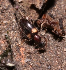 Hirticomus hispidus