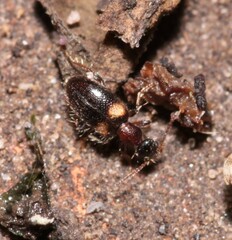 Hirticomus hispidus
