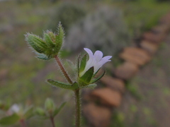Campanula erinus