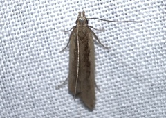 Dichomeris ligulella