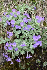 Primula marginata