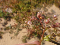 Spergularia diandra