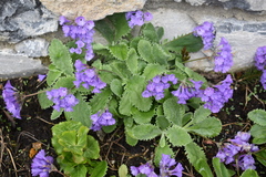 Primula marginata