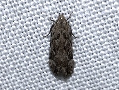 Anacampsis