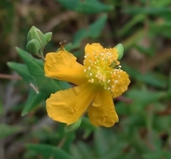 Hypericum connatum