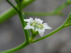 Thesium linophyllon