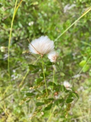 Eriophorum virginicum