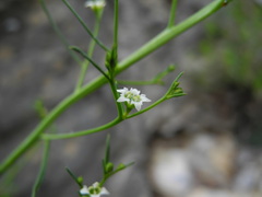 Thesium linophyllon