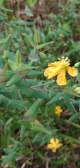 Hypericum connatum