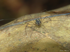 Cynorta unciscripta