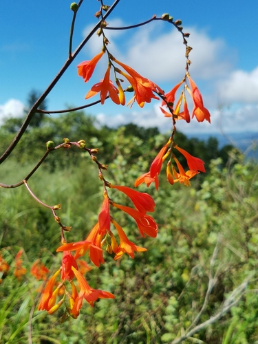 Mathews' Montbretia (Crocosmia mathewsiana)