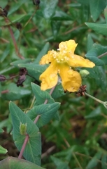 Hypericum connatum