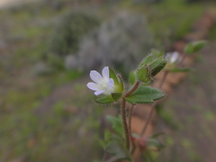 Campanula erinus