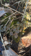 Lysimachia nummularia